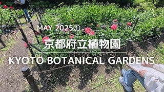【2025年5月①】京都府立植物園を歩く【ぼたん・しゃくやく園 早咲きのシャクヤク編】| I walk around the Kyoto Botanical Gardens