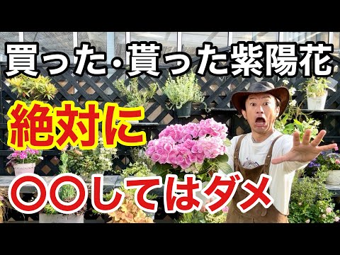 白いパニクラータアジサイを上手に管理して、屋外スペースに完璧な雰囲気を与える方法  庭園