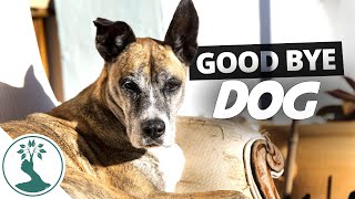 Good Bye Dog - A Loving Home Found For Taz | Rescued Dog Update - Abandoned Dog Finds New Home