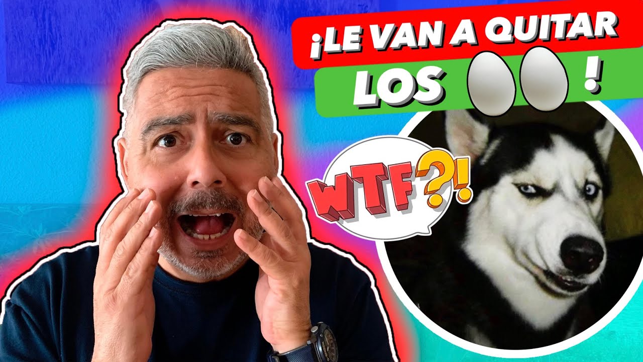 ¿Los PERROS CASTRADOS SUFREN 🆘 ► ¿La CASTRACIÓN es MALA 🤯