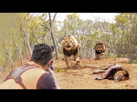 SĂN SƯ TỬ! Sư Tử Đe Dọa Gia Súc - Chuyến Đi Săn Sư Tử Đầy Kịch Tính Ở Kalahari