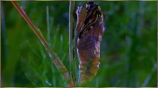 ❤ Elegia a uma pequena borboleta declamado por Cecília Meireles