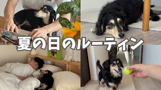 【犬視点Vlog】極小ダックスと過ごすモーニングルーティン、家の中で付き纏う甘えん坊さが可愛すぎる