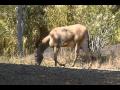 Somali Wild Ass At The Metro Zoo