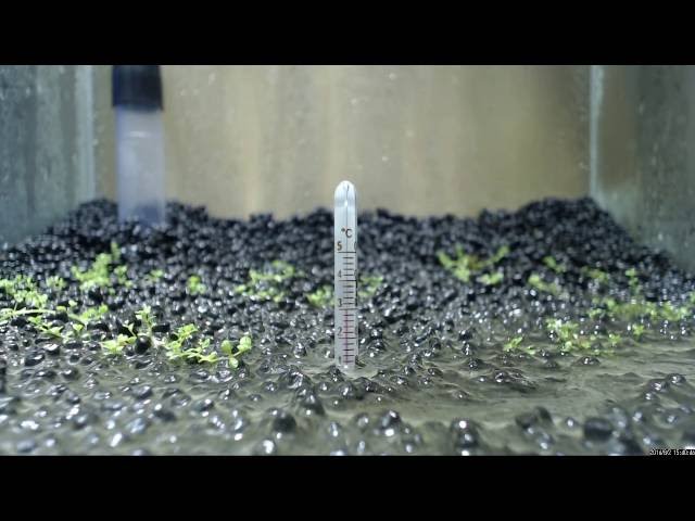 キューバパールグラスの植え方 育て方 増やし方 Co2なしの場合 販売 通販 購入 アクアリウム メダカの水草日記 メダカのブログ