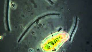 Euglenoid with symbiotic algae