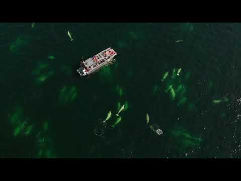 Experience Beluga Whales with Lazy Bear Expeditions