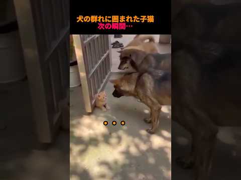 犬の群れに囲まれた子猫次の瞬間…#動物#かわいい#爆笑#子猫#犬