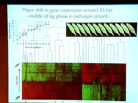 KATHY DENBY. Gene regulatory networks regulating Arabidopsis defence