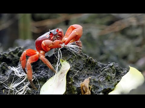 Destination WA - Christmas Island Wildlife & Rainforests