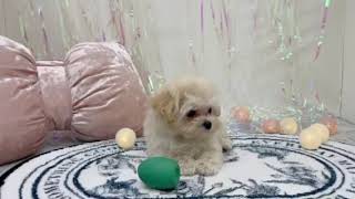 ハーフ犬の動画01