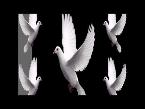 Pésame video, Te envío mi más sentido pésame.