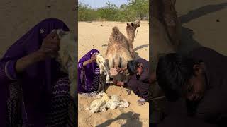 Unbelievable Discovery: Pulling Out Mystery White Hair From a Giant Animal! 😱🧶#short