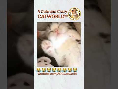 It’s This Cat’s Teeth vs. Falling, and GUESS WHO WON? 🙀(#173) | Funny Cat Videos #Shorts