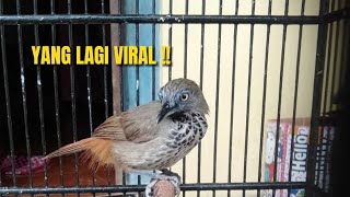 Download lagu MURAI LEWAT‼️WAJAR JIKA BURUNG INI MENGGESER MENEMPATI POSISI TERATAS‼️ mp3