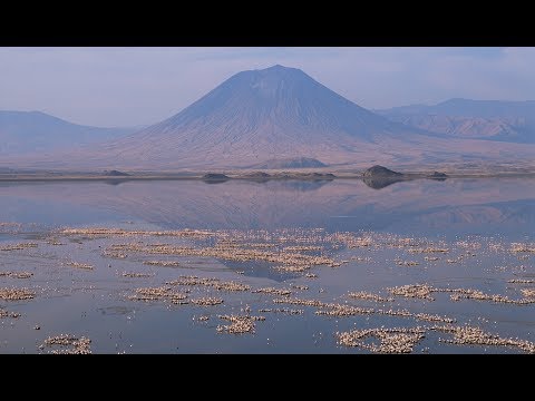 download lagu mp3 mp4 Flamingo Migration Map, download lagu Flamingo Migration Map gratis, unduh video klip Flamingo Migration Map
