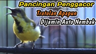 Download lagu CUIT CUIT CERRR PANCINGAN PENGGACOR PALING JITU UNTUK SEMUA SOGON‼️HITUNGAN DETIK LANGSUNG NEMBAK mp3