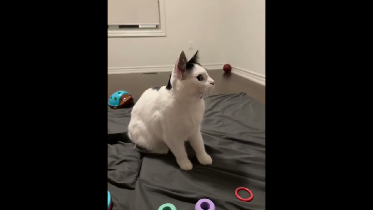 Enlarge Sequoia (bonded with Archie), a Adoptable Domestic Short Hair in Toronto, ON video 6/6