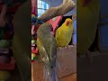 Beaker Lovin On Tinkerbell Talkingbirds Talkingparrot Parrot Tinkerbell Kisses Irn