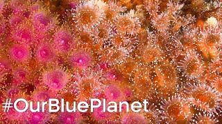 Protecting Scotland's Coral Reefs #OurBluePlanet | BBC Earth