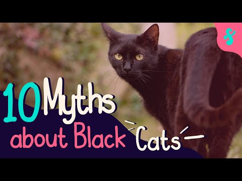 TOP 10 Myths About Black Cats Debunked | Furry Feline Facts 🐈‍⬛