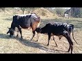 Bull Calf Feeding Cows Video