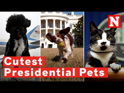 6 Popular And Cutest Presidential Pets