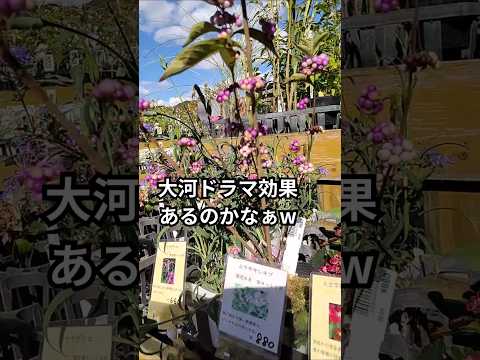 園芸 地中海の植物相