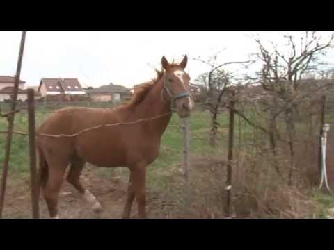 Artrózis a térdben mint hogy kezeljék