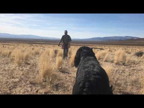 download lagu mp3 mp4 Gordon Setter Hunting, download lagu Gordon Setter Hunting gratis, unduh video klip Gordon Setter Hunting