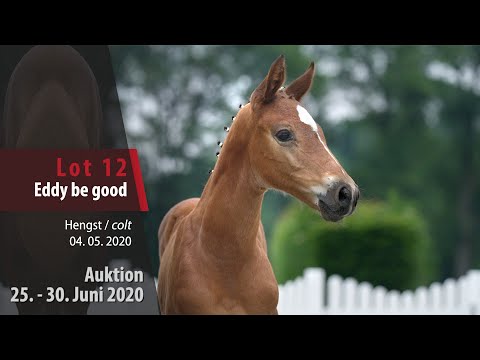 Online Auktion 25. - 30. Juni 2020: Lot 12  Eddy be good Hengst v. Eldorado van de Zeshoek - Zambesi