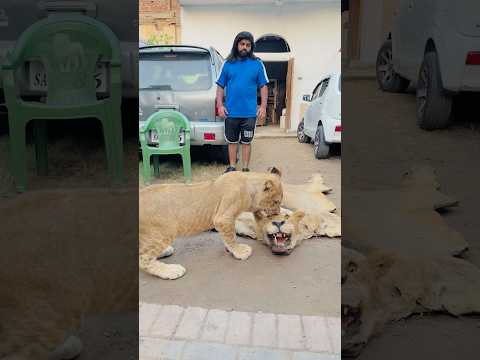 Scar meet with his father🥹💔missyou simba 🥹💔💔😭#lion #ytshorts #petlover #sad #broken #death