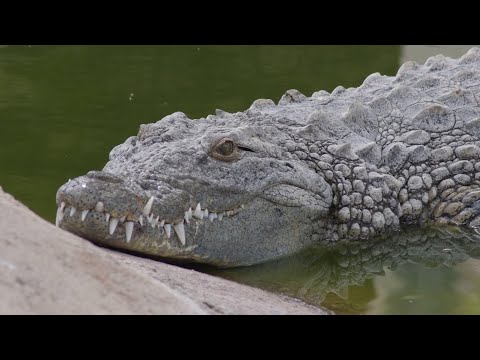 Hidden Law Governing Growth of Pointy Bits on Living Things Uncovered