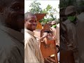 Maize Shelling With Shelling Machine