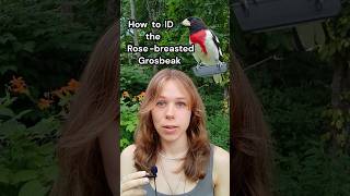 Download lagu How to identify the Rose-breasted Grosbeak #fyp #nature #birds #fy #wildlife #naturelovers #bird mp3