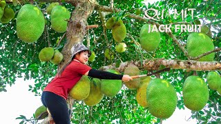 Harvesting Jackfruit to the market sell    Make crispy fried rolls! Lucia
