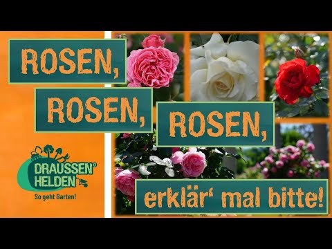 Rosen - kurz erklärt