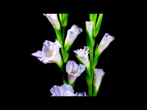 စက္ကူပန်းအချစ်-စိုင်းဆိုင်မောဝ်