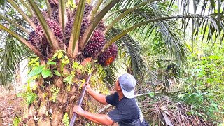 Download lagu LUAR BIASA.! PANEN SAWIT GANDOLEO MEMANG MANTAP mp3