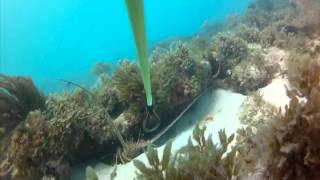 How to Snare a Lobster