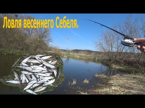 Ловля весеннего Себеля он же ( Уклейка,Верховка,Чебанчик )