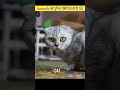 जानवरों को दुनिया ऐसी दिखती है How Animals See The