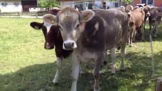 preview picture of video 'Cows of Liechtenstein won't leave me alone!'