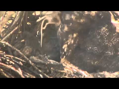 Owl eats mouse - WHOLE!