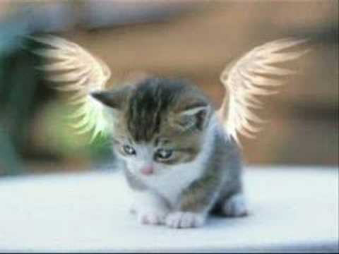 kerber bolje da sam druge ljubio mp3 kerber bolje da sam druge ljubio mp3