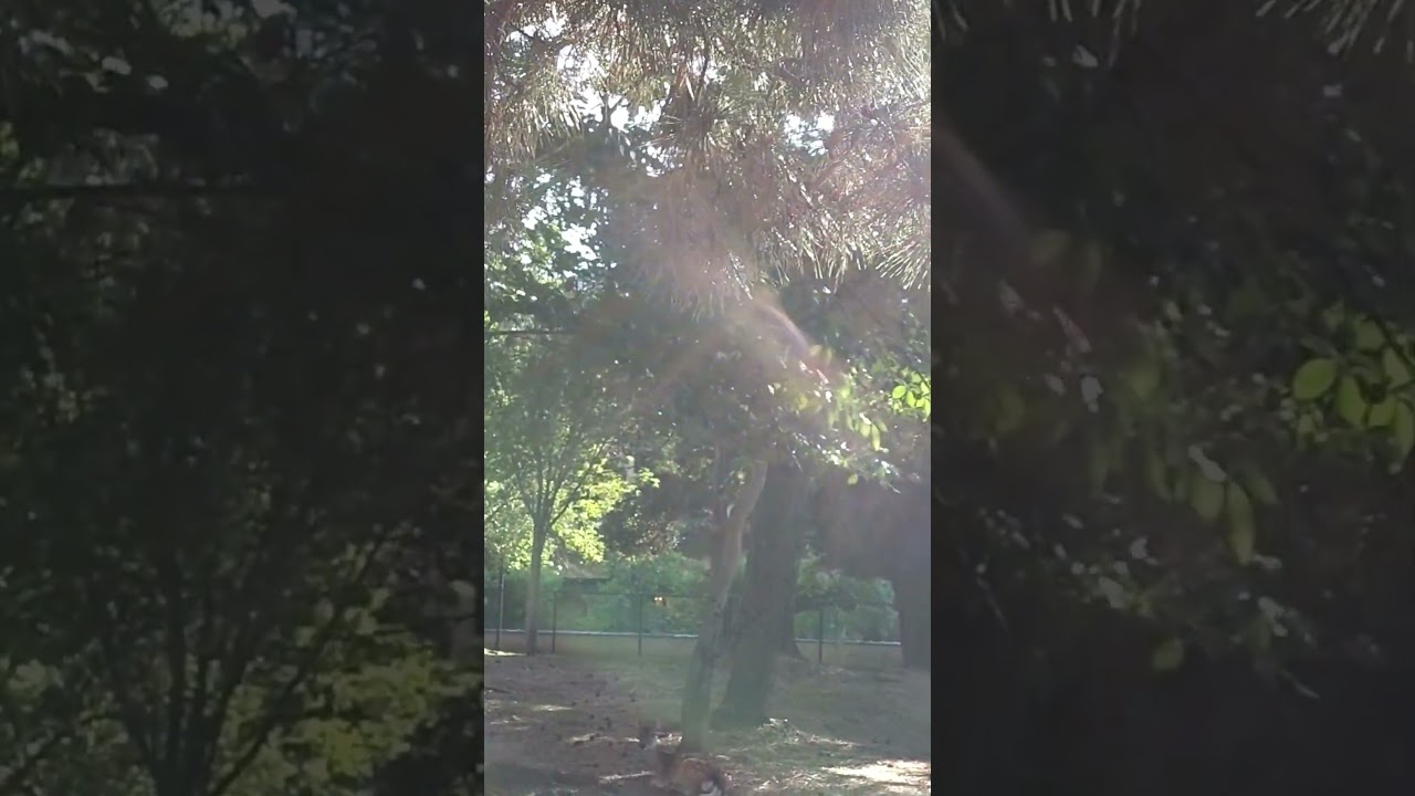 Sacred Deer Bathing in Light at Nara Park, Japan – Spiritual Japan