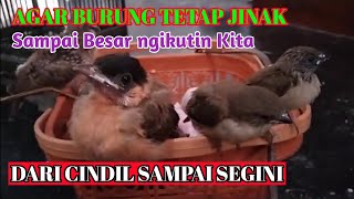 Loloh Belasan Anak Burung Emprit Kutilang & Perkutut Jinak