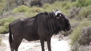 preview picture of video 'South Africa Safari - Cape Town'