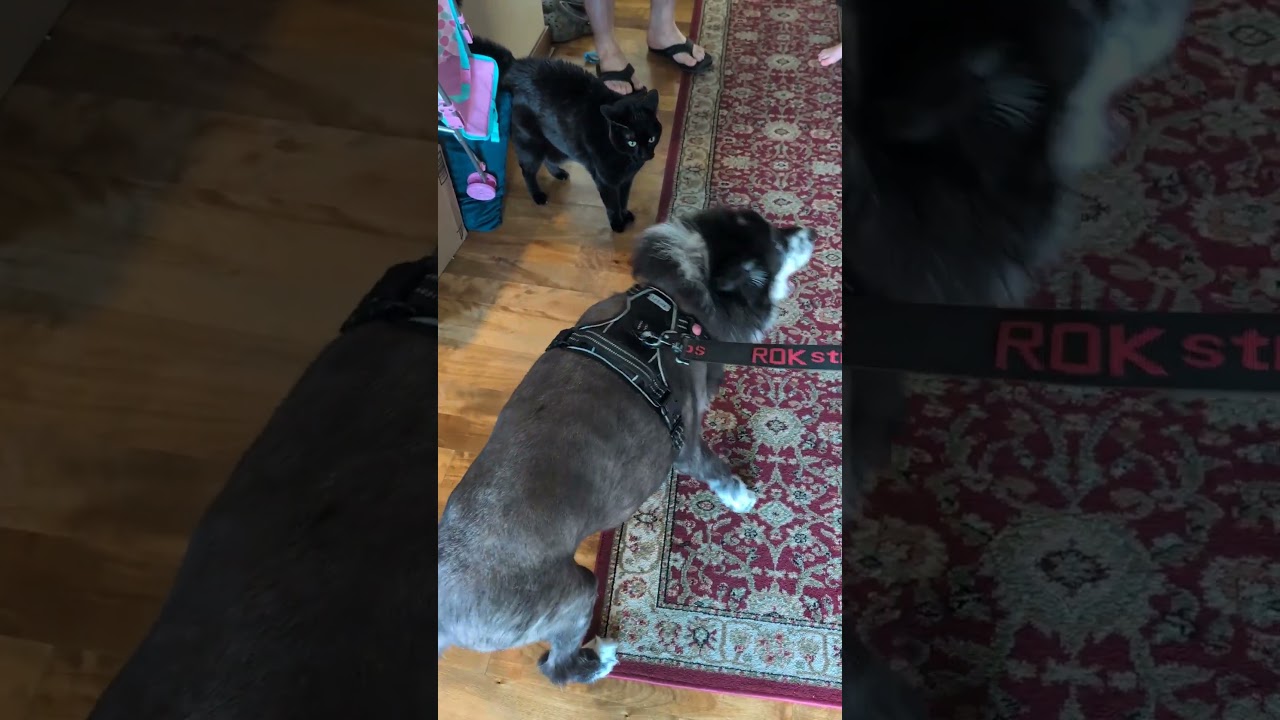 Lassie, a Adoptable mixed breed in Minneapolis, MN video 4/6