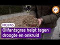 Olifantsgras moet onkruid en verdroging tegengaan